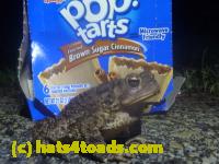 /home//u458753944/public_html/sourcegallery//Roxborough Toad Detour/2013-2019/2013/2013-05-19/P1120444.JPG